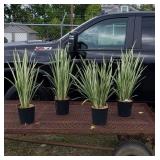 4 Perennial Variegated Purple Iris Flowers