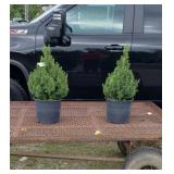 2 Dwarf Alberta Spruce Trees