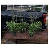 5 Perennial Green and White Francee Hosta Plants