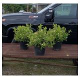 3 Variegated Gold and Green Weigela Plants