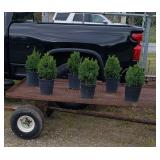 6 Green Mountain Boxwood Trees