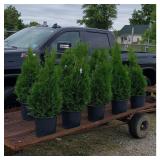 10 Emerald Green Arborvite Trees