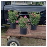 3 Double Red Rose of Sharon Plants