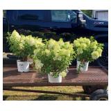 3 White Bobo Sun Hydrangea Plants