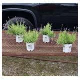 4 Perennial Fragrant Blue Lavender Plants