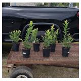 6 Polaris Blueberry Plants