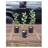 3 Fragrant Purple Lilac Plants