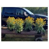 4 Perennial Black-Eye Susan Plants