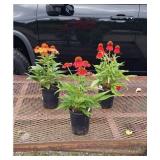 3 Perennial Dwarf Red Coneflowers