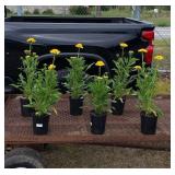 6 Perennial Double Yellow Coneflowers