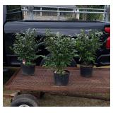 3 Fall Red Burning Bushes