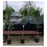 3 Fall Red Sun Valley Maple Trees