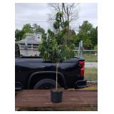 Snowball Viburnum Tree