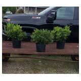 3 Rhododendron Lavender Plants