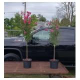 2 Double Red Rose of Sharon Trees