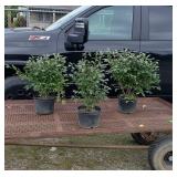 3 Fall Red Burning Bushes