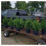 10 Green Giant Arborvite Trees