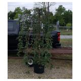 White Snow Fountain Weeping Japanese Cherry Tree