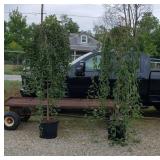 2 White Snow Fountain Weeping Japanese Cherry Tree