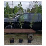 3 Keiffer Pear Trees