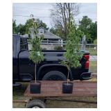 2 White Star Kousa Dogwood Tree