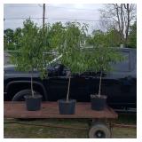 3 Contender Peach Trees