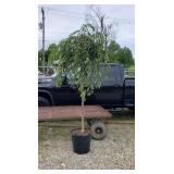 Double Pink Weeping Japanese Cherry Tree