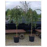 2 Double Pink Weeping Japanese Cherry Trees