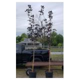2 Dark Purple Leaf Crimson King Maple Trees