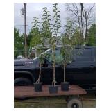 3 Granny Smith Apple Trees