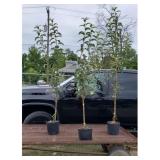3 Honey Crisp Apple Trees