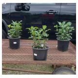 3 Perennial Pink Turtlehead Hot Lips Plants