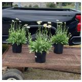 3 Perennial White Shasta Daisies