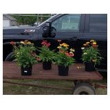 4 Perennial Mixed Colors Coneflowers