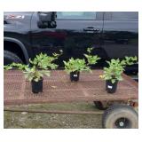 3 Thornless Natchez Blackberry Plants