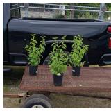 3 Dwarf Everbearing Mulberry Plants