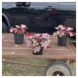 3 Perennial Purple Red Coral Bells Plants