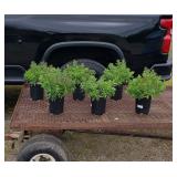 6 Perennial Hardy Purple Aster Plants