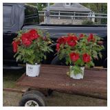 2 Perennial Hardy Red Cranberry Hibiscus Plants