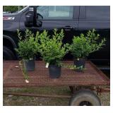 3 Golden Yellow Forsythia Plants