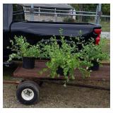 3 Orange Red Honeysuckle Plants