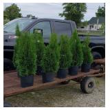 10 Emerald Green Arborvite Trees