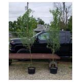 2 Corkscrew Willow Trees