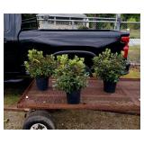 3 Compact Purple Rhododendron Plants