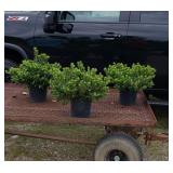 3 Hardy Red Azaleas