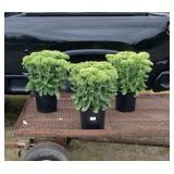 3 Perennial Autumn Fire Sedum Plants