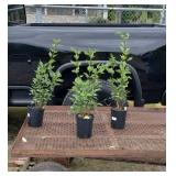 3 Fragrant Pink French Lilac Plants