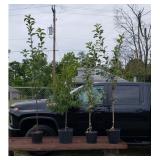 4 Fruit Trees- Instant Orchard- Fruit Cocktail