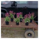 6 Perennial Rose Salivia Plants