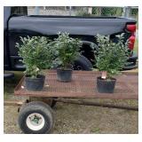 3 Fall Red Burning Bushes